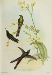 Sparganura Glyceria、「Tropical Birds」より 作： John Gould